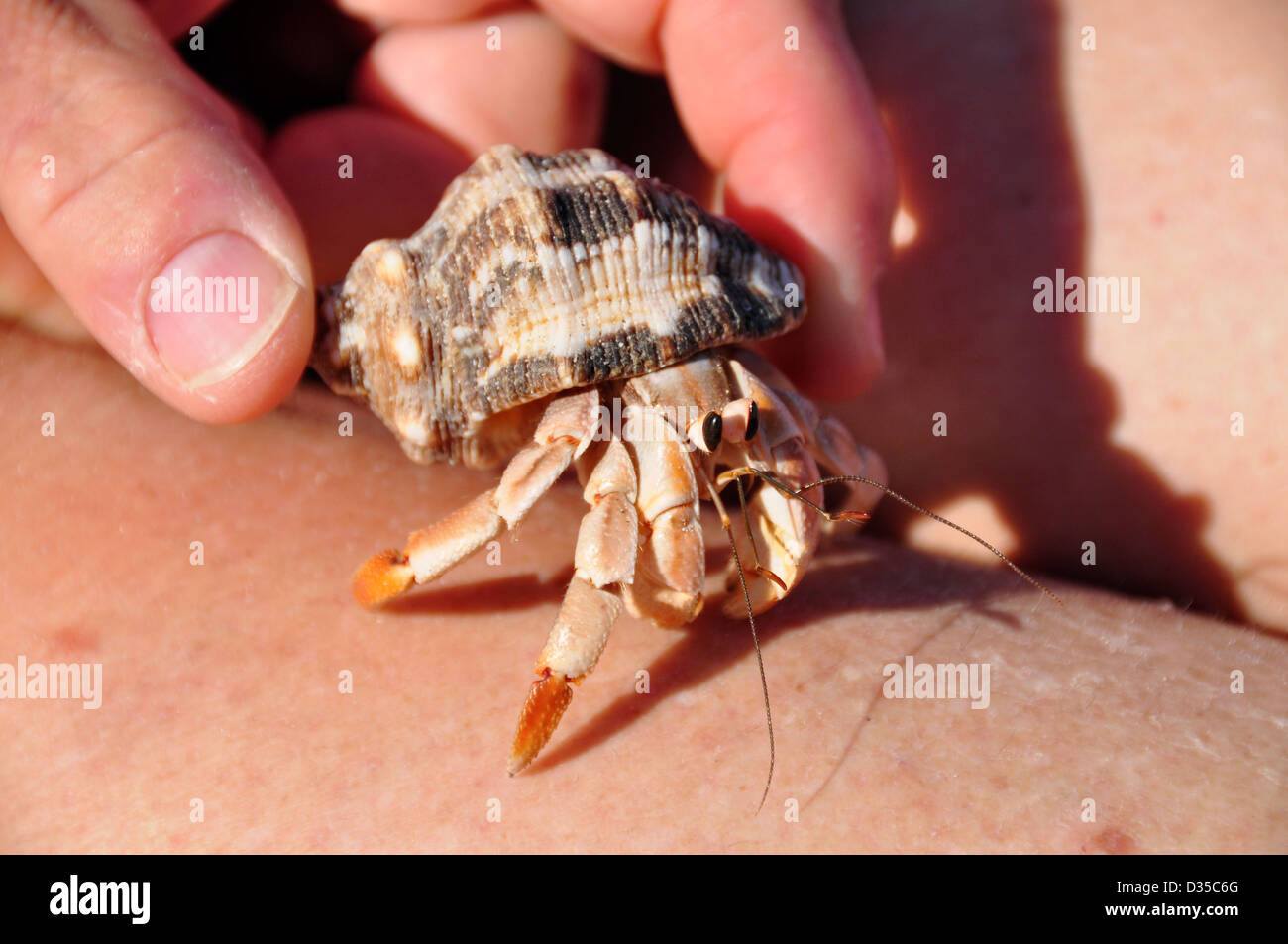 Einsiedlerkrebs kriechen auf jemandes Arm, Baja California, Mexiko. Stockfoto