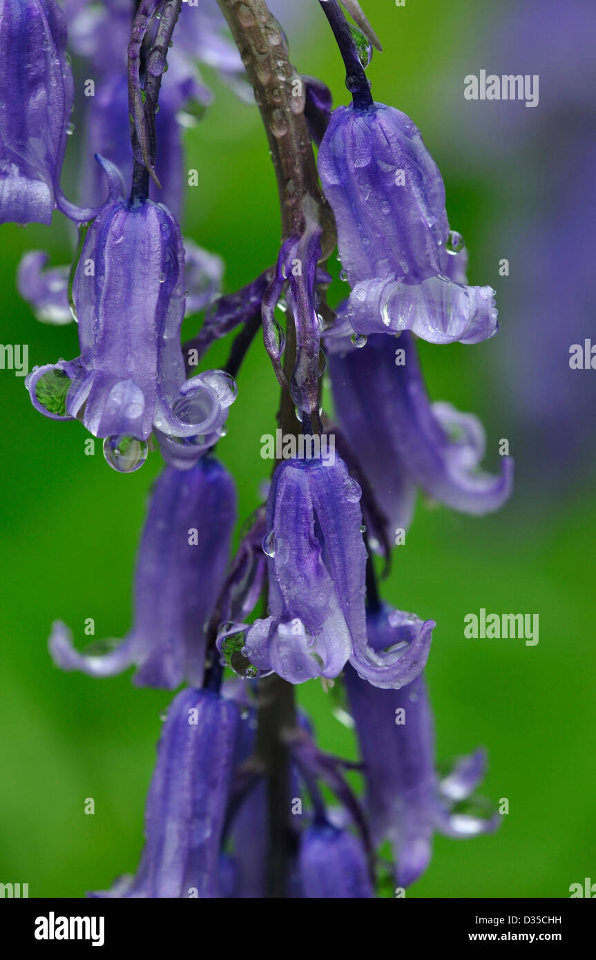 Zierliche Glockenblume Blumen Stockfoto