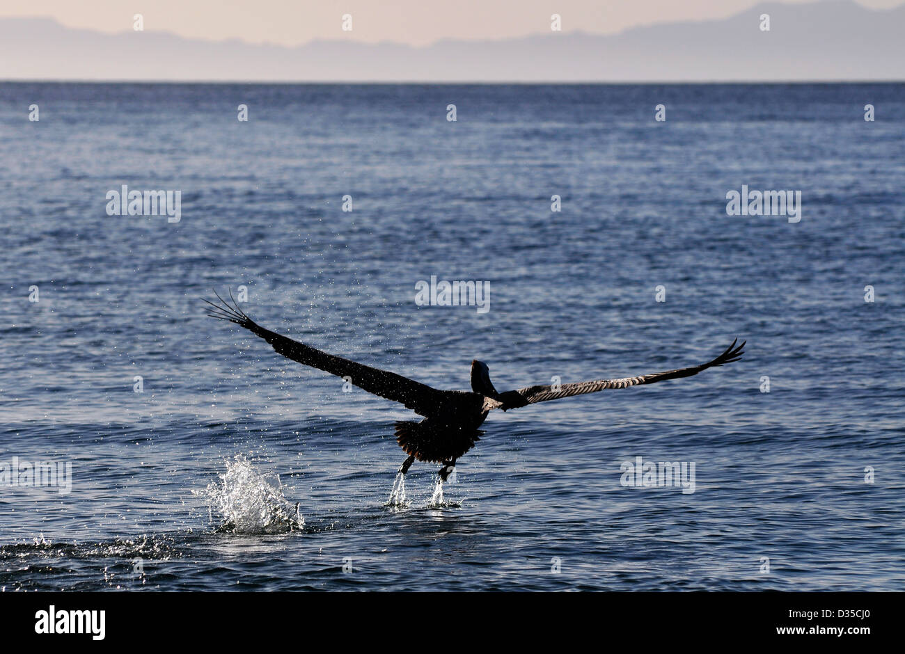 Pelikan, Flug, Sea of Cortez, Mexiko. Stockfoto