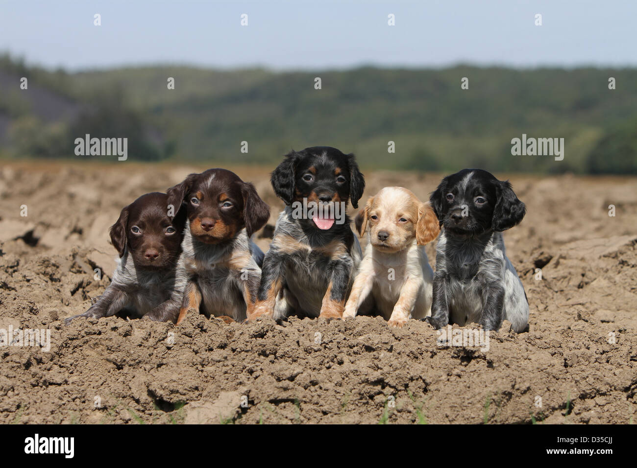 Brittany Spaniel Hund / Epagneul Breton fünf Welpen verschiedene Farben in einem Feld sitzen (alle Farben: die fünf Farben) Stockfoto
