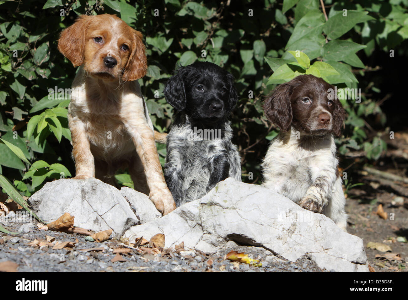 Brittany Spaniel Hund Epagneul Breton Drei Welpen Verschiedene Farben Auf Den Felsen Stockfotografie Alamy