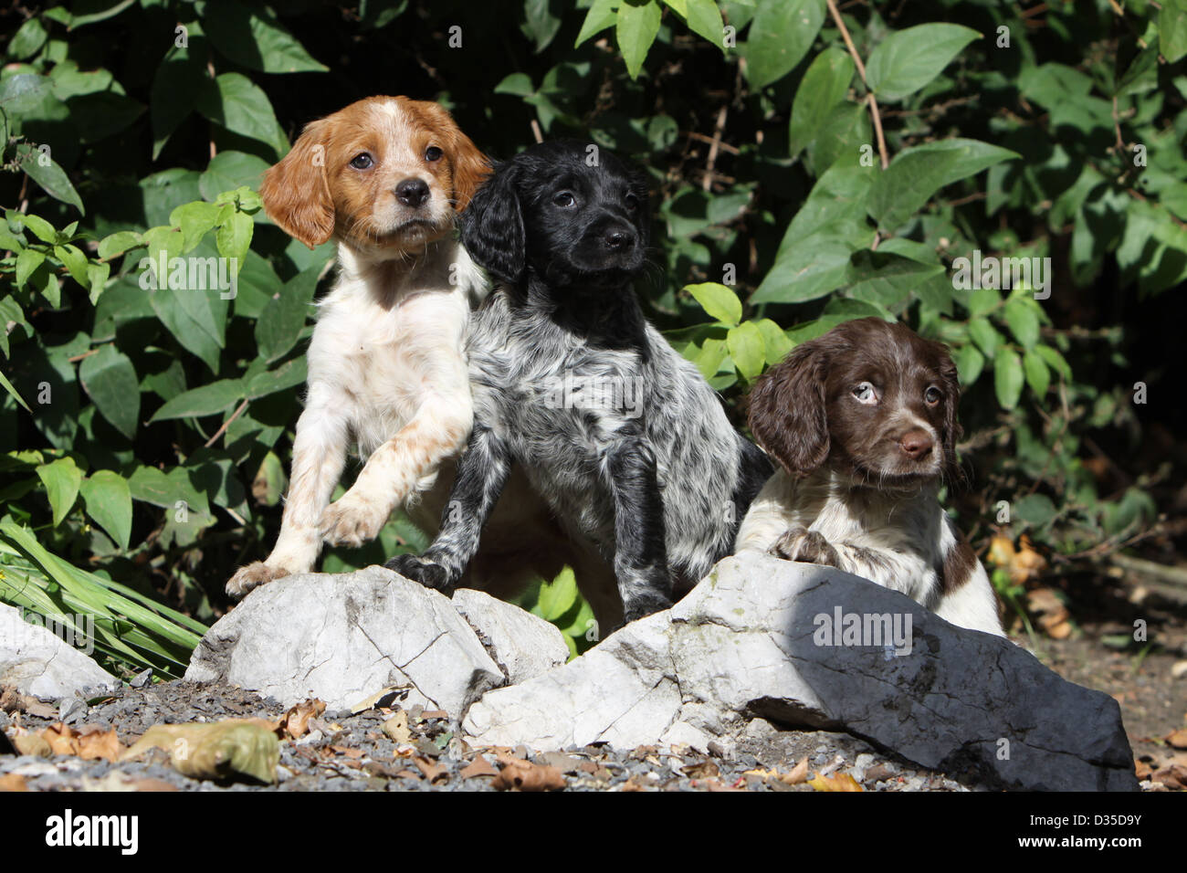Brittany Spaniel Hund Epagneul Breton Drei Welpen Verschiedene Farben Auf Den Felsen Stockfotografie Alamy