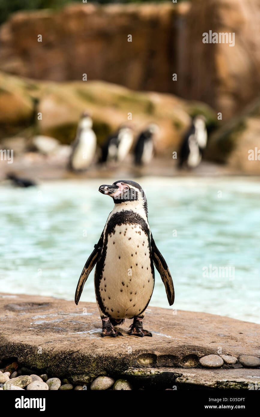 Magellan-Pinguin (Spheniscus Magellanicus) ZLS London Zoo London England Great Britain UK Stockfoto