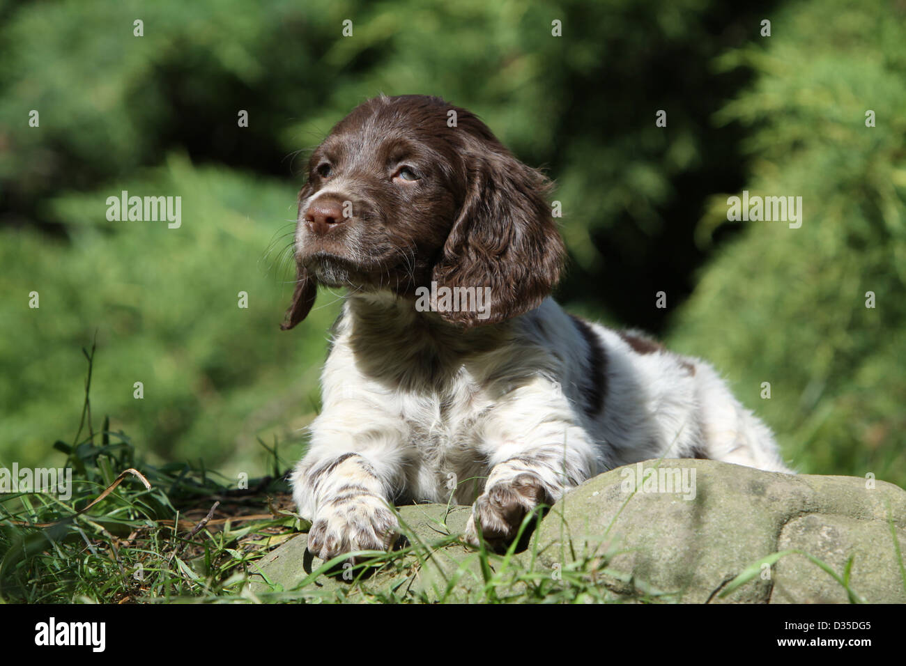 Brittany Spaniel Hund Epagneul Breton Welpen Auf Einem Felsen Liegend Stockfotografie Alamy