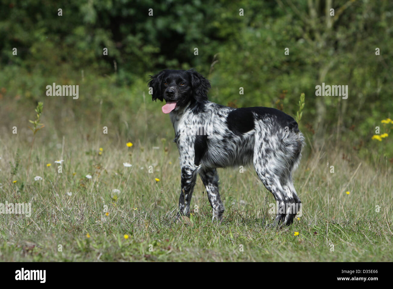 Brittany Spaniel Hund Epagneul Breton Erwachsener Schwarz Und Weiss Steht Auf Einer Wiese Stockfotografie Alamy