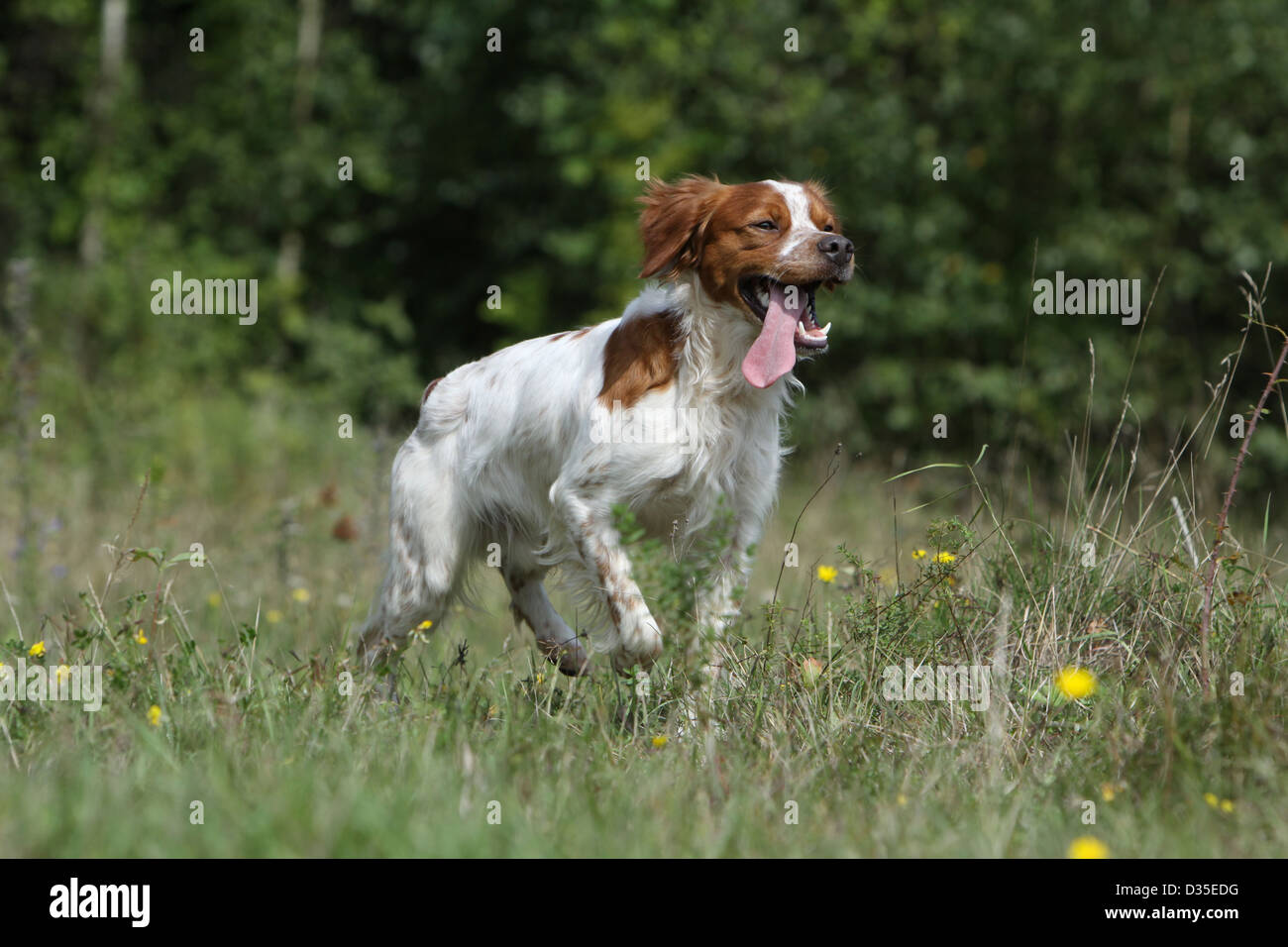 Brittany Spaniel Hund / Epagneul Breton Erwachsener (Orange und weiß)  laufen auf einer Wiese Stockfotografie - Alamy