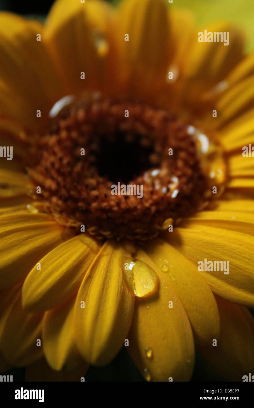 Wassertropfen Sie auf einer gelben Blume bestreut. Stockfoto