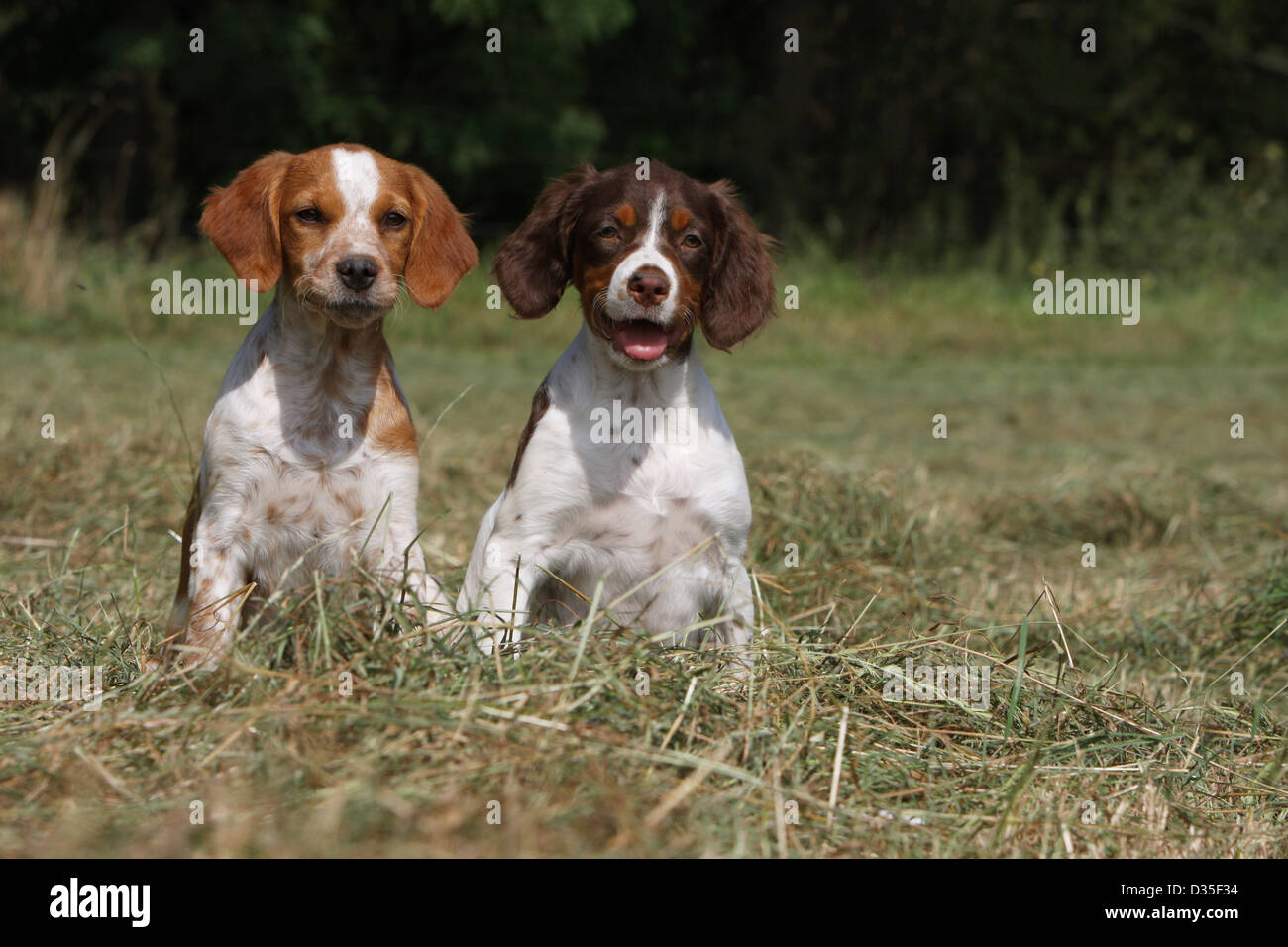 Brittany Spaniel Hund Epagneul Breton Zwei Welpen Verschiedene Farben Auf Einer Wiese Sitzen Stockfotografie Alamy
