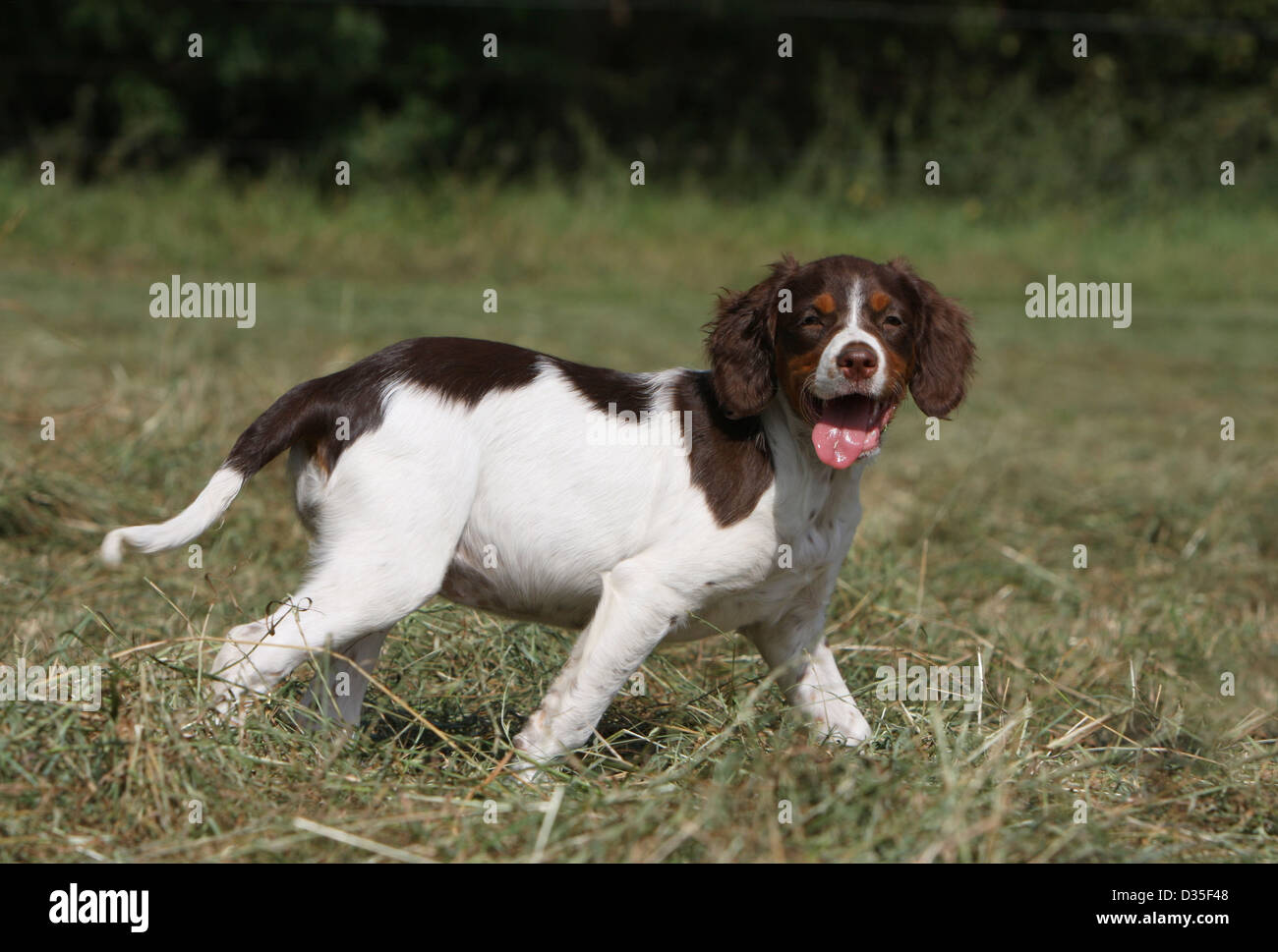 Brittany Spaniel Hund Epagneul Breton Welpen Zu Fuss Auf Einer Wiese Stockfotografie Alamy