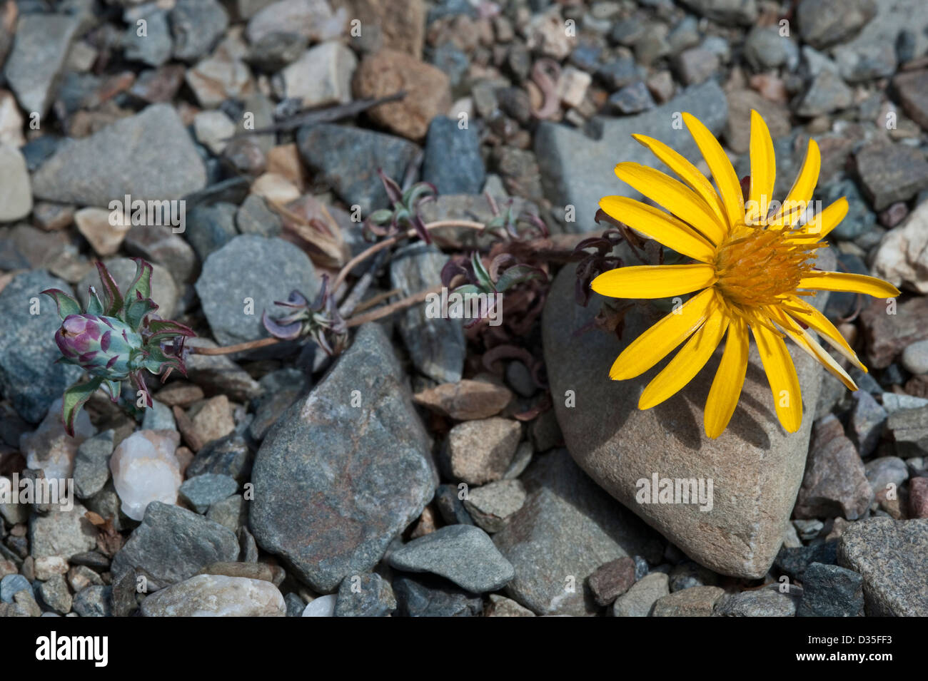 Chaetanthera SP. blühende Straße in der Nähe von Totoral Atacama (III) Chile, Südamerika Stockfoto