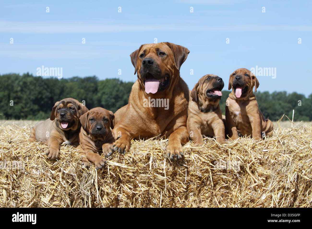 Tosa Inu / japanischer Mastiff Erwachsene und Welpen auf Stroh Hund Stockfoto