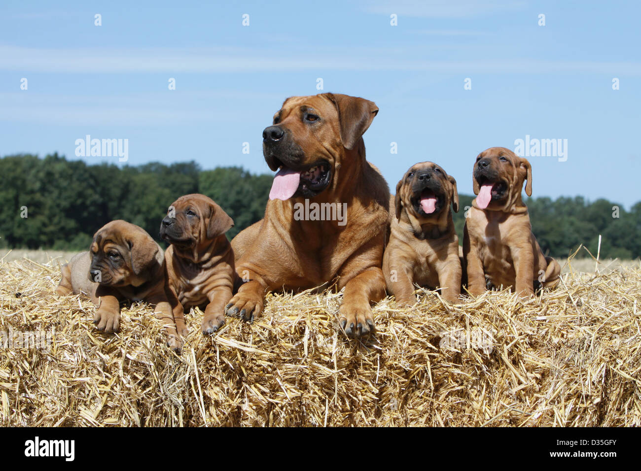 Tosa Inu / japanischer Mastiff Erwachsene und Welpen auf Stroh Hund Stockfoto