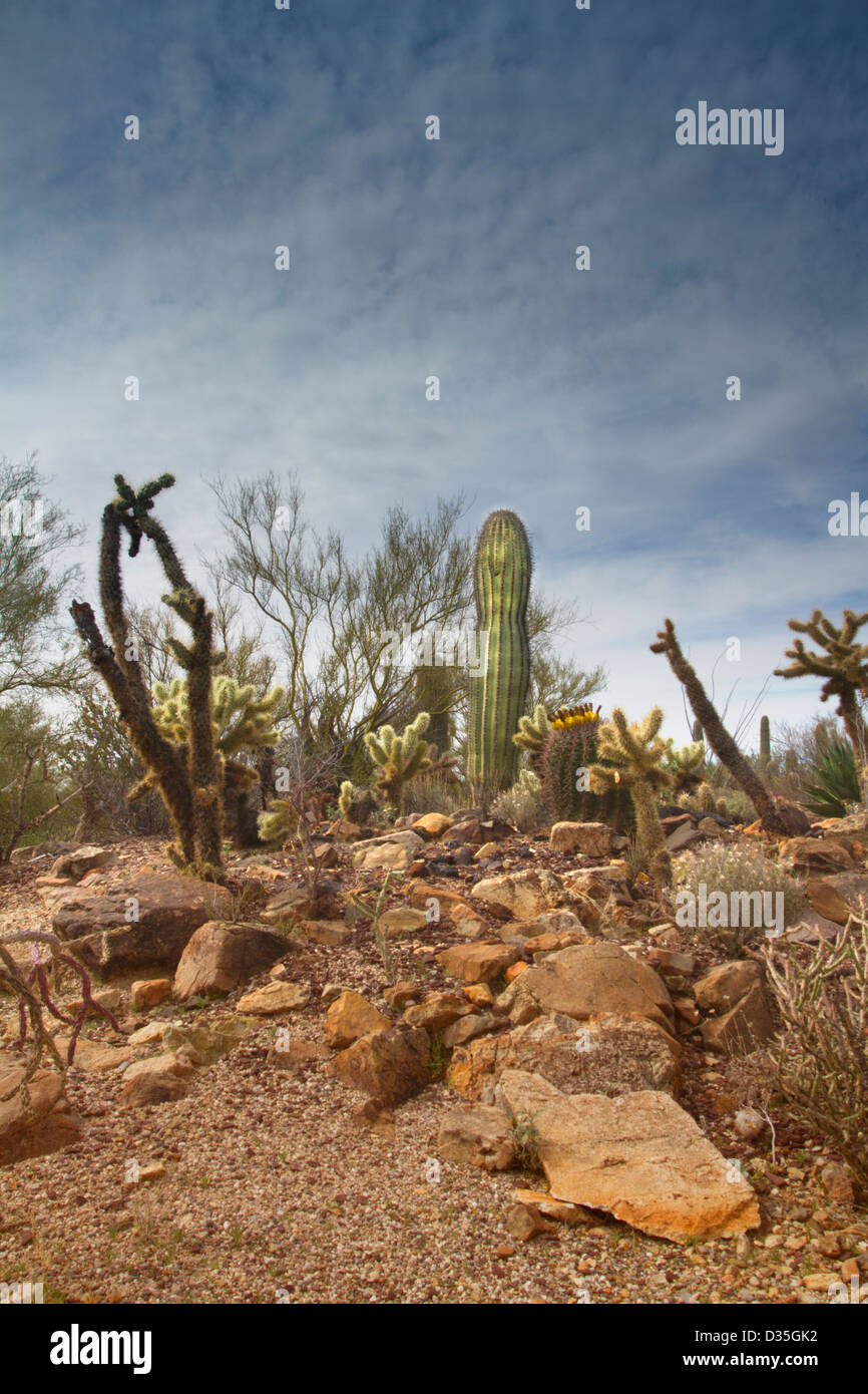 Südwesten der USA Wüstenszene mit roten Felsen im Vordergrund und junge Saguaro Kaktus unterstützt durch Plätschern Wolken und blauer Himmel. Stockfoto
