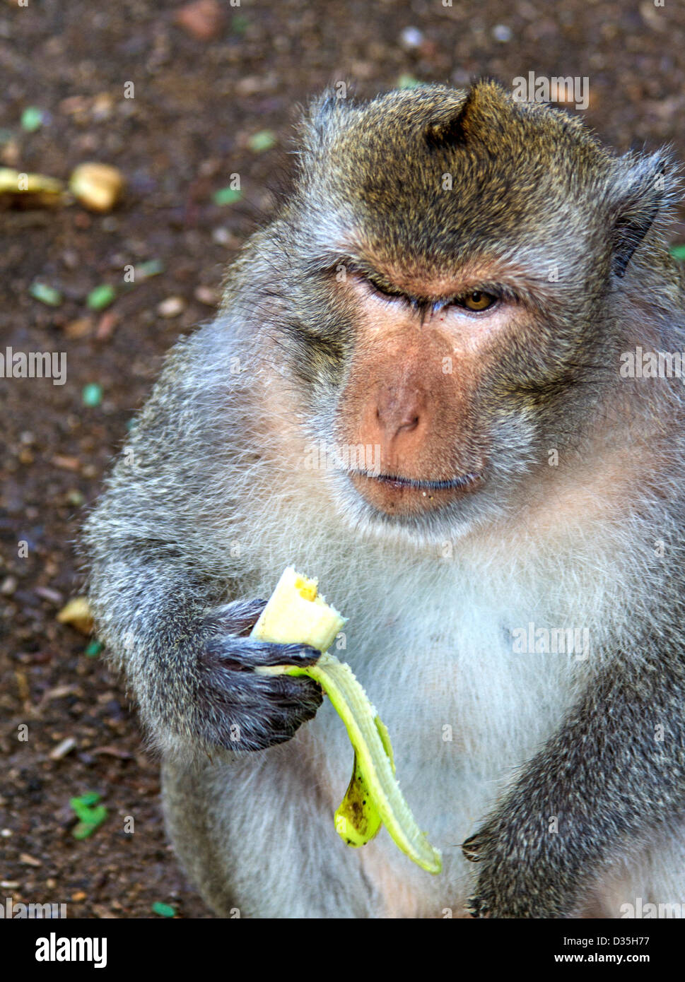 Affe frisst Banane bei touristischen Aufenthalt in Kambodscha. Stockfoto