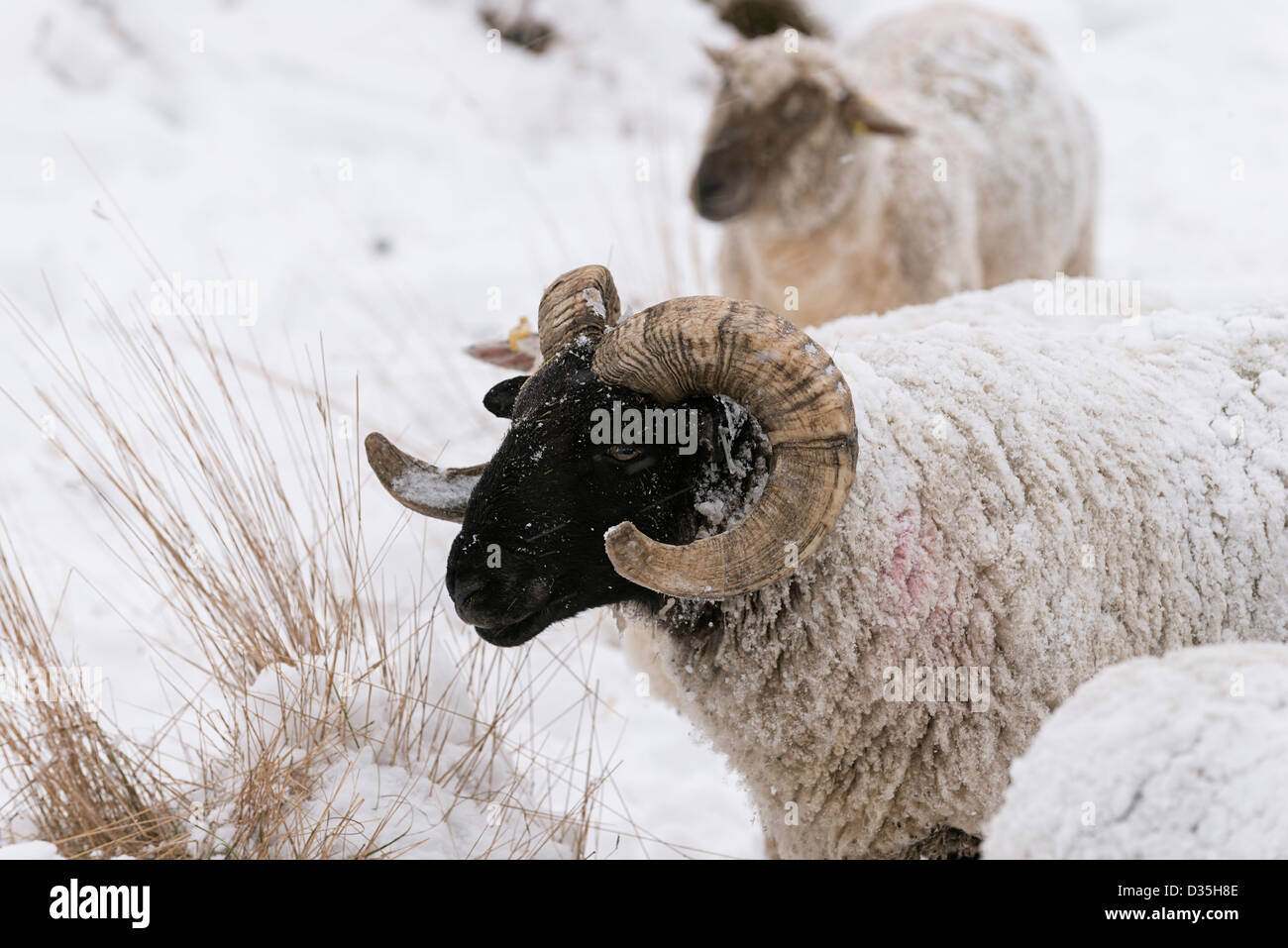 Blackface-ram Stockfoto