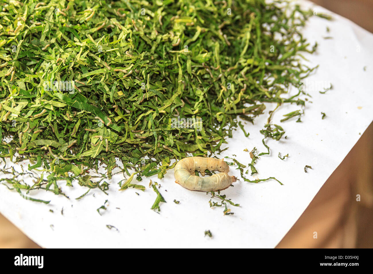 Ältere Seide Wurm frisst sich durch Shreaded Maulbeere Blätter Seide Bauernhof außerhalb Kompong Thom, Kambodscha. Stockfoto