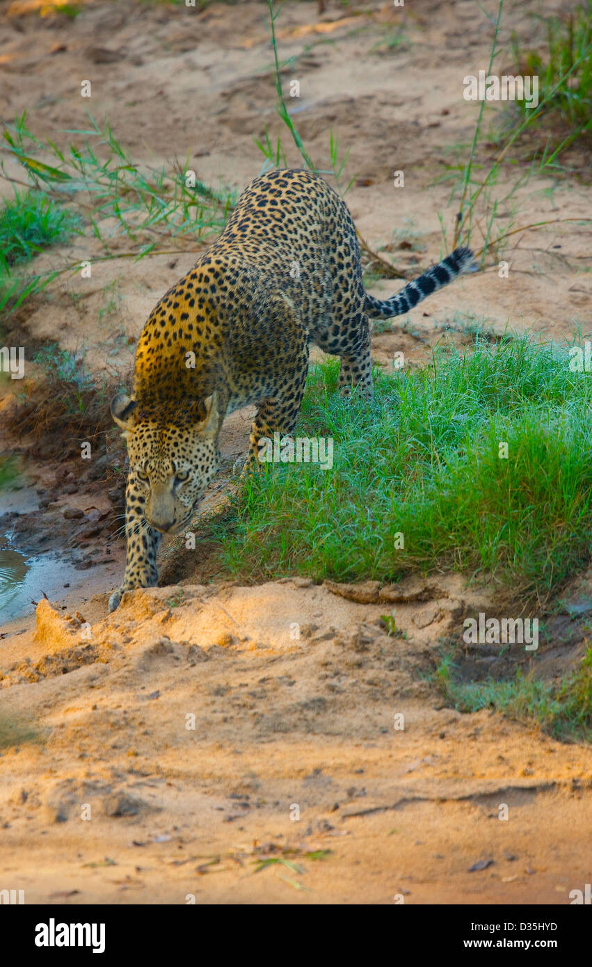 Leoparden der Krüger Park, Südafrika Stockfoto