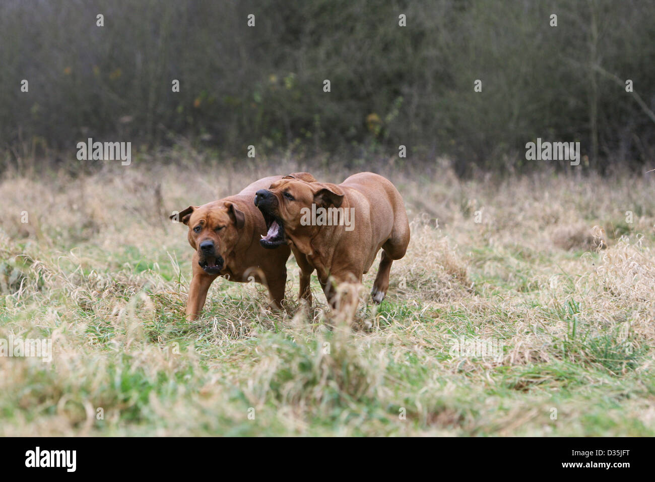 Tosa Inu / japanischer Mastiff zwei Erwachsene laufen auf einer Wiese Hund Stockfoto