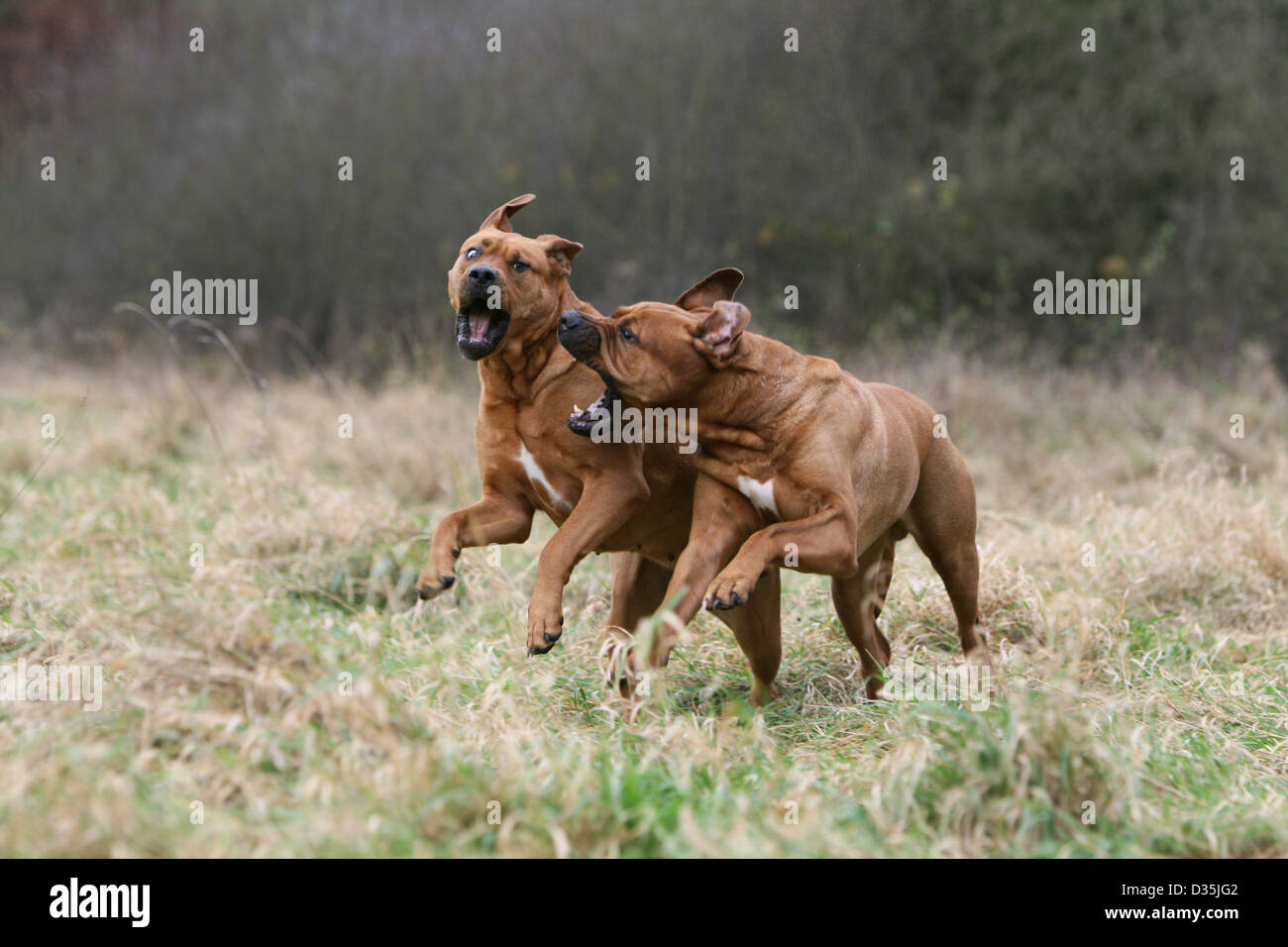 Tosa Inu / japanischer Mastiff zwei Erwachsene laufen auf einer Wiese Hund Stockfoto