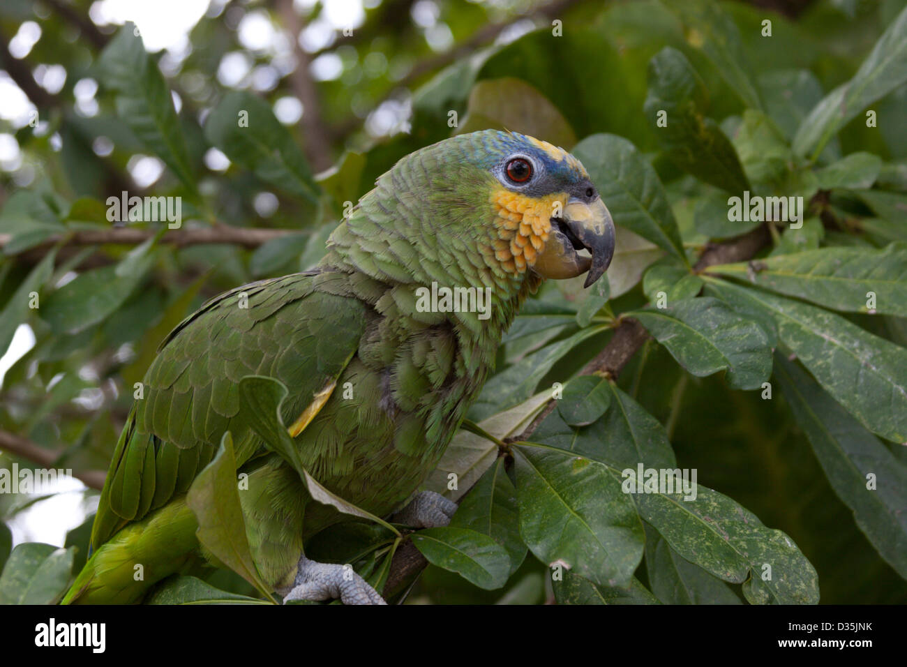 Grüner Papagei Lorro Vogel Federn Dschungel Peru Stockfoto