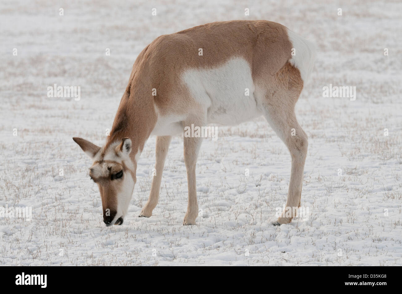 Stock Foto von einem Gabelbock Doe Beweidung in einem schneebedeckten Feld. Stockfoto