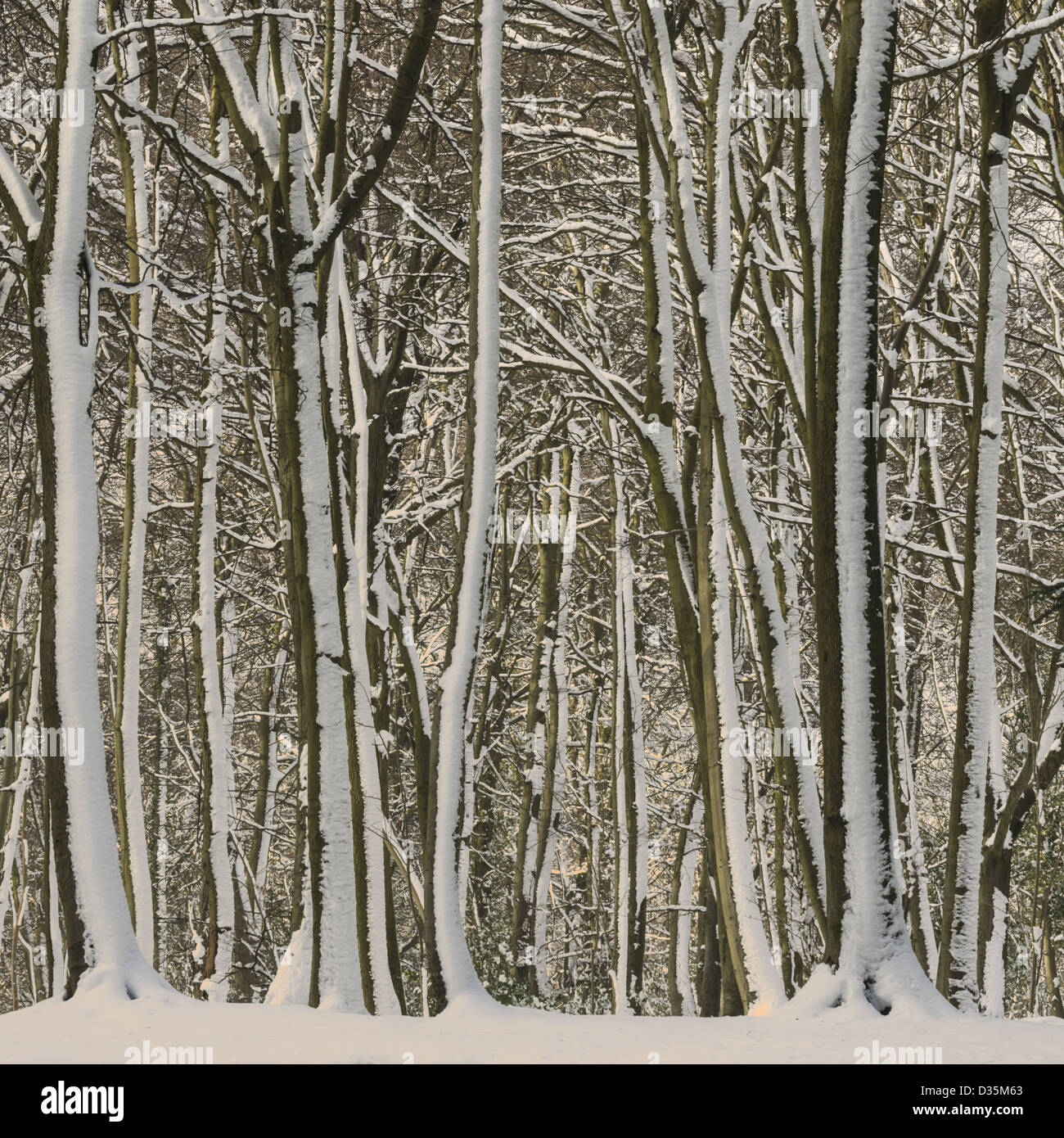 Buchenholz mit Schnee klebte an Baumstämmen Stockfoto