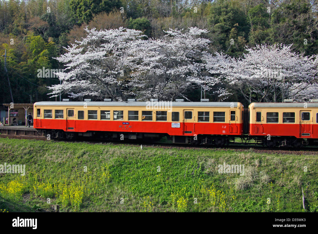 Shû Linie Zug an der Kazusaokubo Station mit Kirschblüten Chiba Japan Stockfoto