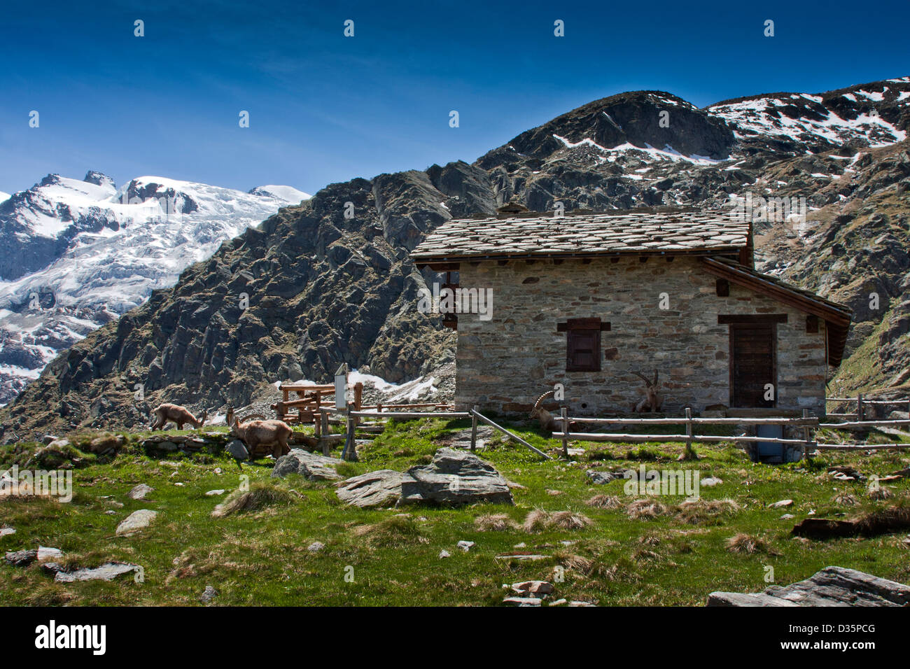 Gämsböcke (Capra Steinböcke) um einen steinernen Schutzhütte, Herbetet Nationalpark Gran Paradiso, Alpen - Italien Stockfoto