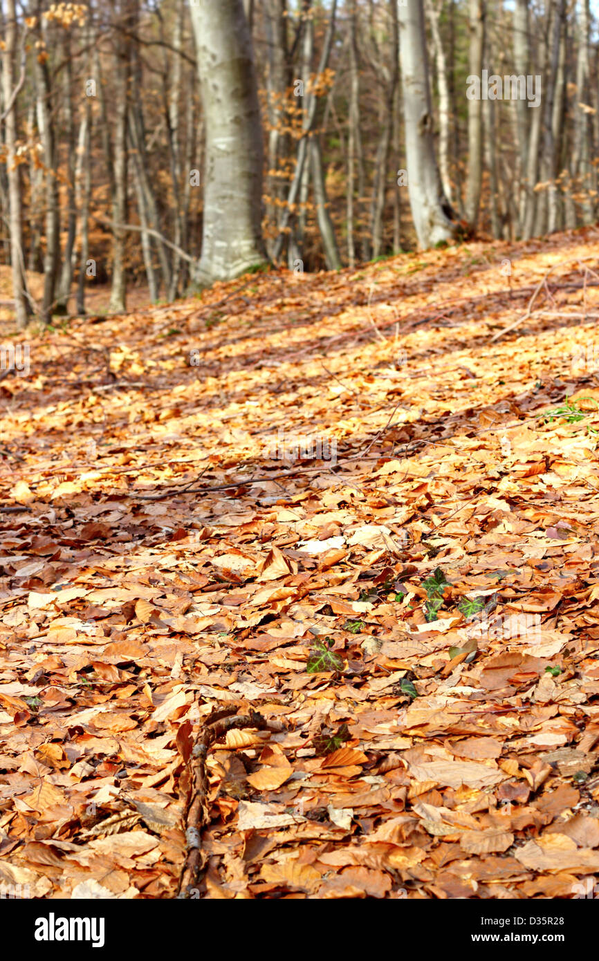 Waldboden mit verblassten Blätter im Spätherbst Stockfoto