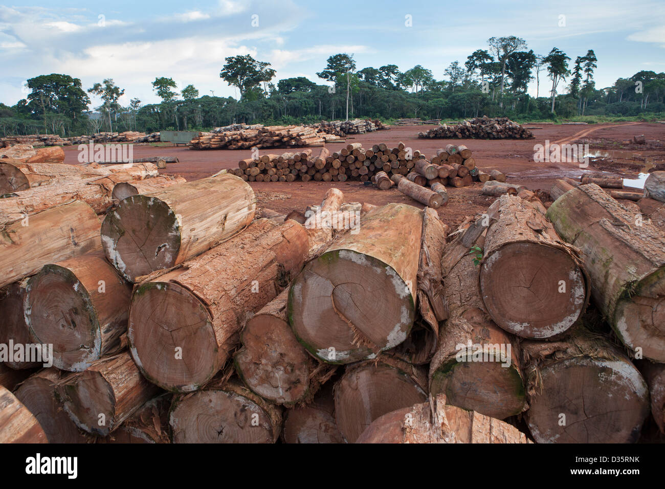 Kongo, 27. September 2012: Baumstämme in einer Protokollierung Konzession Holzlagerplatz erwartet schneiden vor dem Versand aus dem Land für den Export. Stockfoto