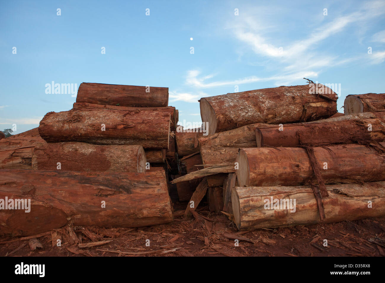 Kongo, 27. September 2012: Baumstämme in einer Protokollierung Konzession Holzlagerplatz erwartet schneiden vor dem Versand aus dem Land für den Export. Stockfoto