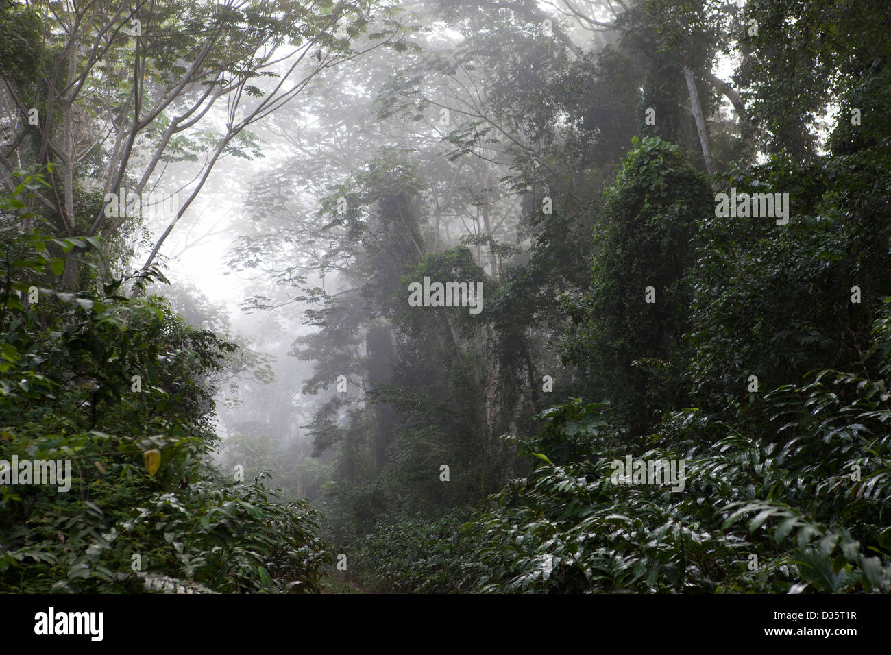 Kongo, 29. September 2012: am frühen Morgen Nebel über den Wald. Stockfoto