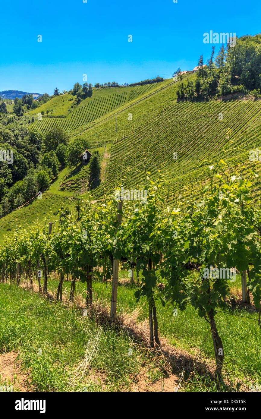Steirischen Toskana Weingut in der Nähe von Leutschach, Steiermark, Österreich Stockfoto