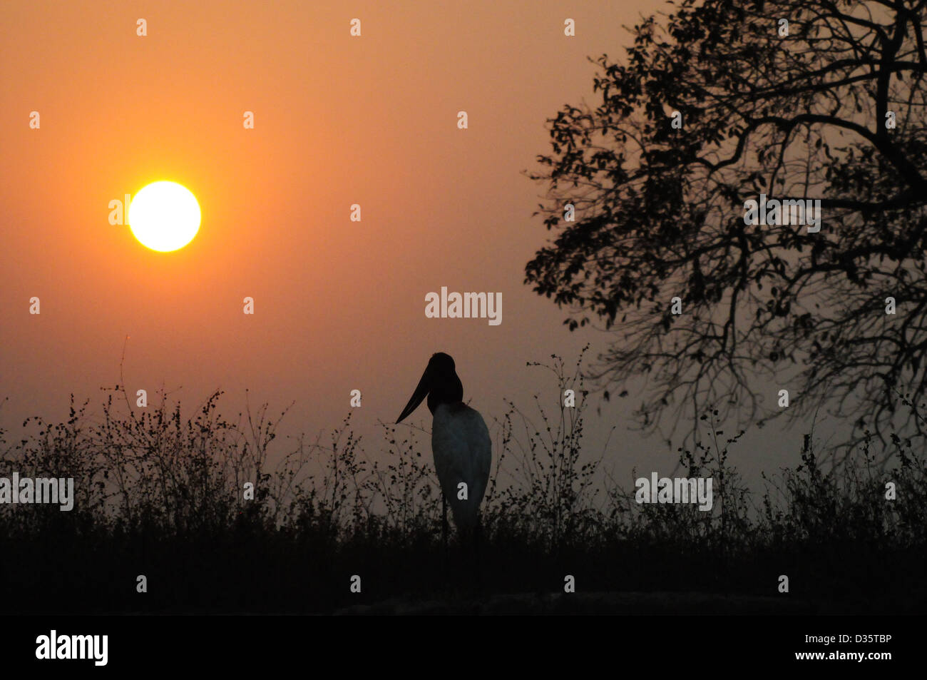 Jabiru-Storch, Jabiru Mycteria. Pantanal, Brasilien, Sonnenuntergang Stockfoto