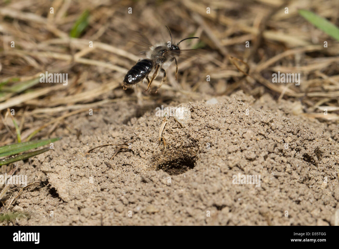 Andrena Vaga Auensandbiene Stockfoto
