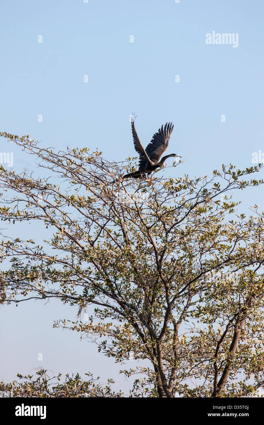 Goliath Reiher fliegen von Baum Stockfoto