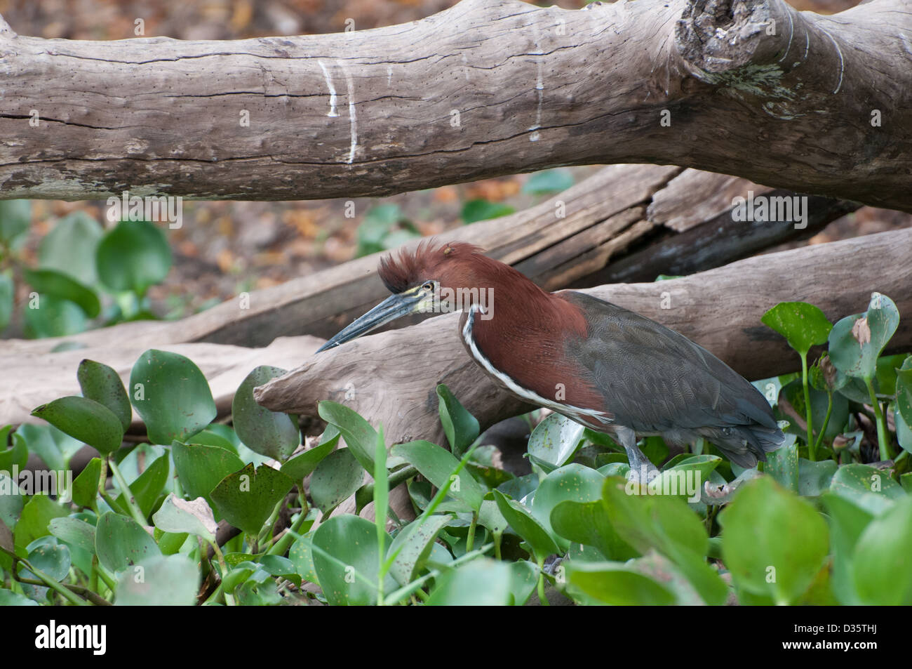 Grüne Heron - Pantanal-Brasilien Stockfoto