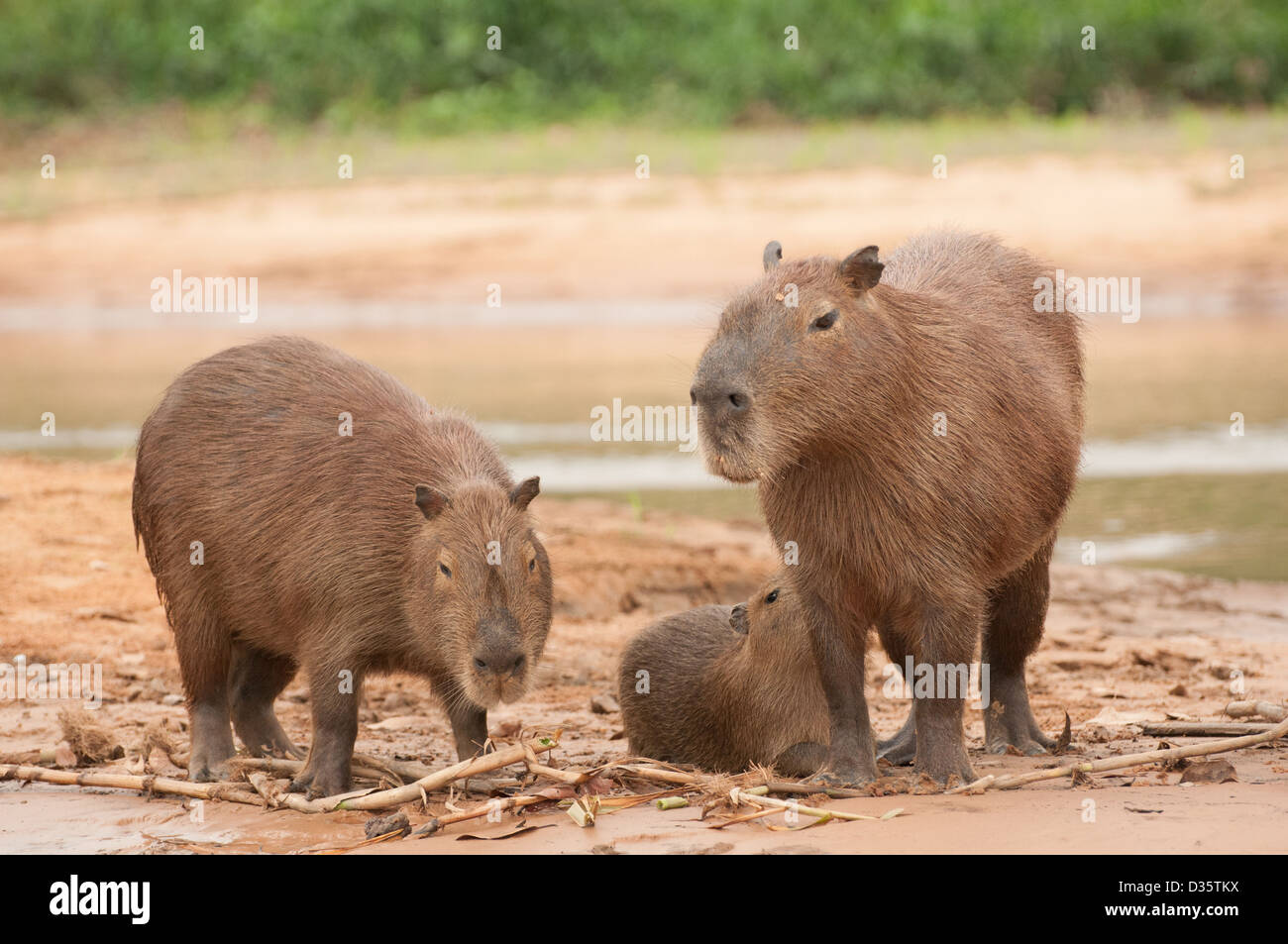 Capybara-Familie am Strand Nachmittag im Pantanal, Brasilien. Stockfoto