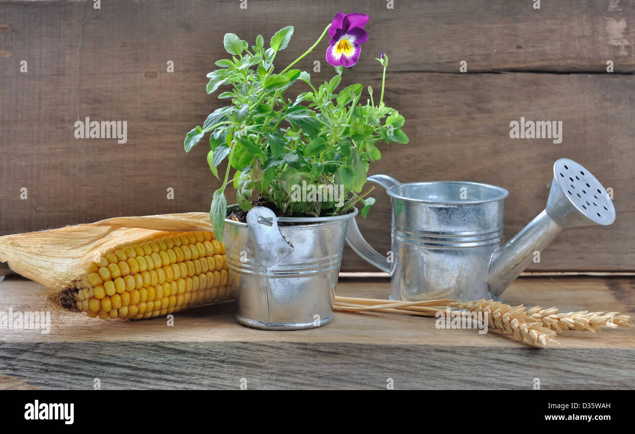 Mini Set, bestehend aus Blumen und Gießkanne und Topf Metall auf Holz Hintergrund Stockfoto