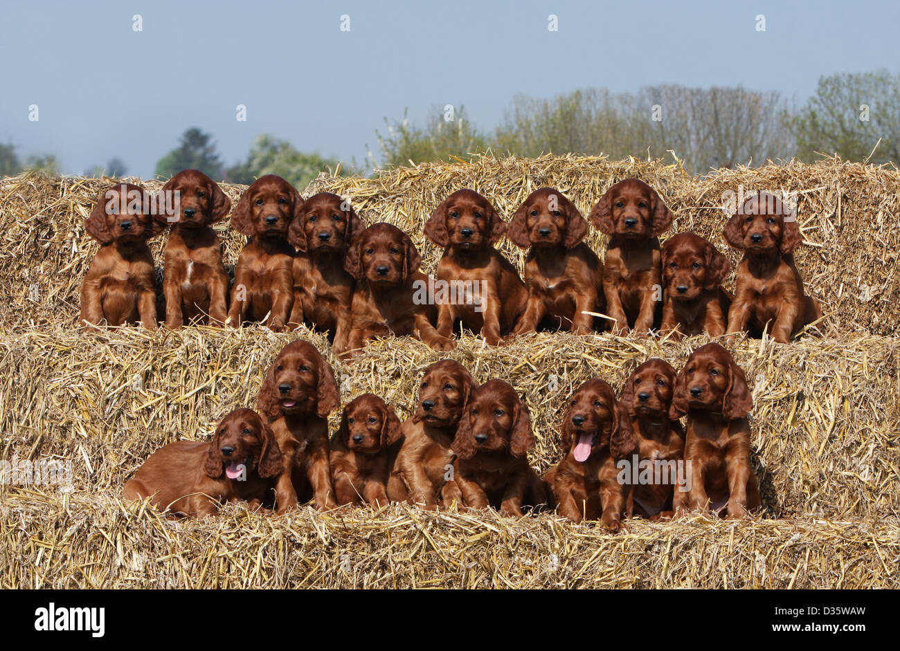 Irish Red Setter Hund / Red Setter achtzehn Welpen sitzen auf dem Stroh