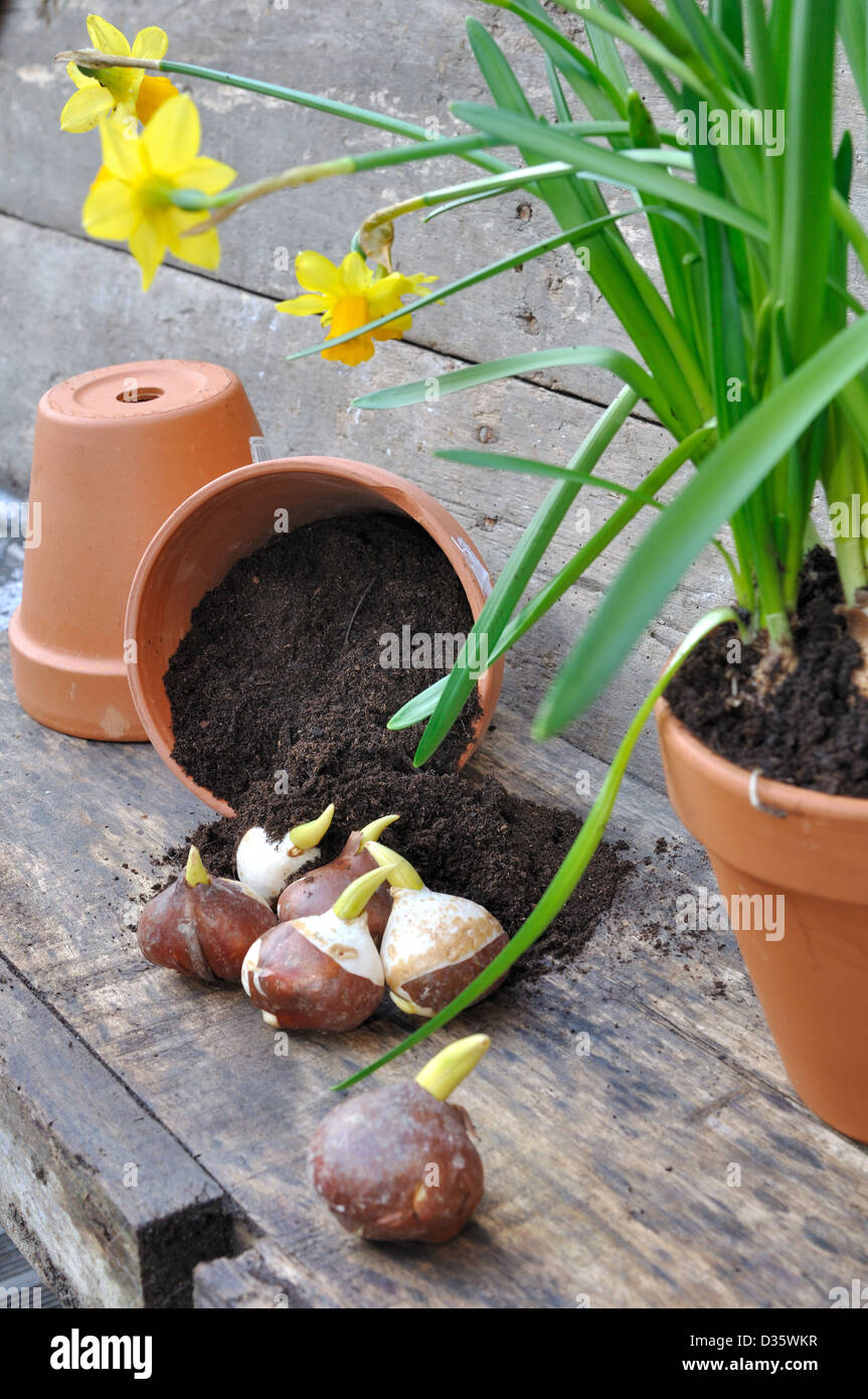 Narzissen und Tulpen Zwiebeln in einem Topf umgestürzt auf Holzbrett Stockfoto