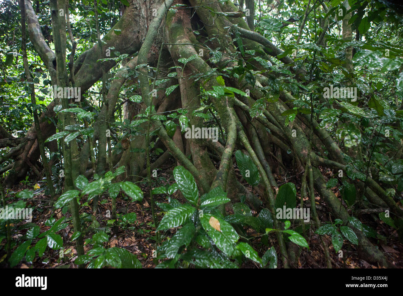 Kongo, 29. September 2012: Wurzeln eines Baumes im Nationalpark Messok Dja Stockfoto