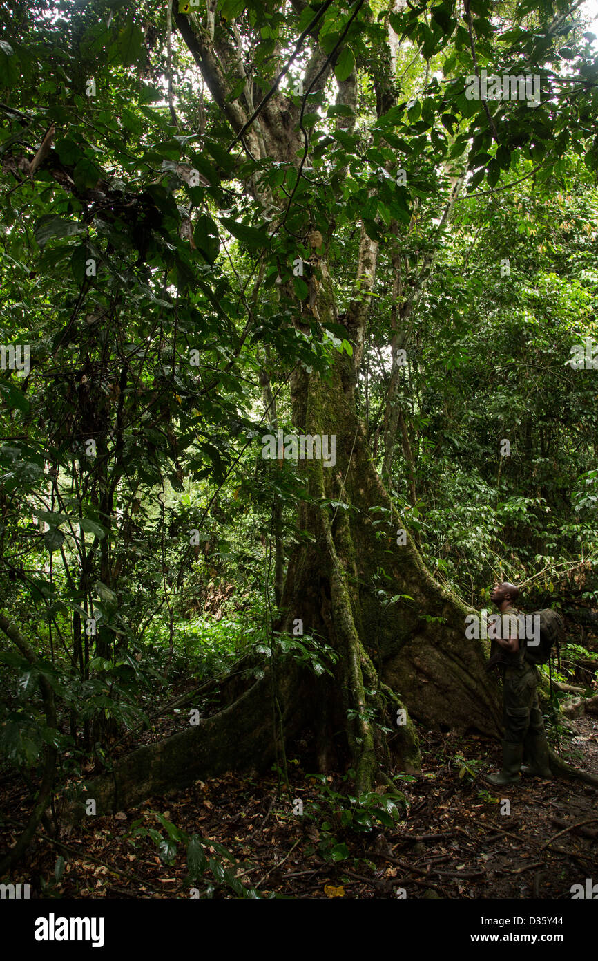 Kongo, 29. September 2012: Bäume im Nationalpark Messok Dja. Stockfoto