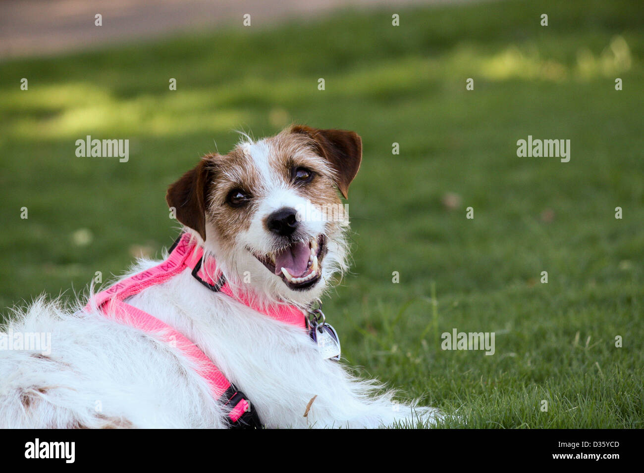 Hund trägt ein Geschirr und Tags genießen einen Hundepark Stockfoto