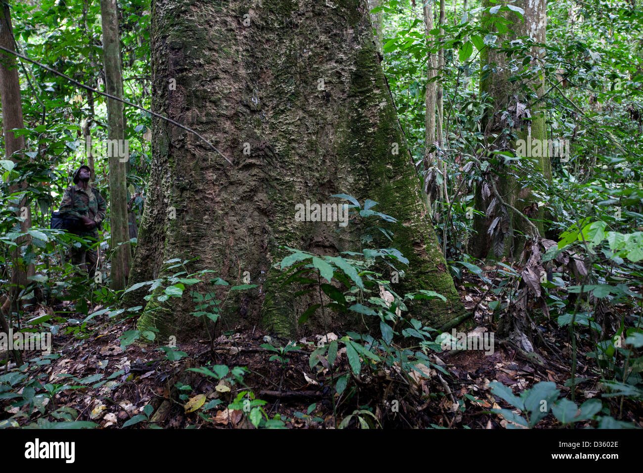 Kongo, 29. September 2012: Bäume im Nationalpark Messok Dja. Stockfoto
