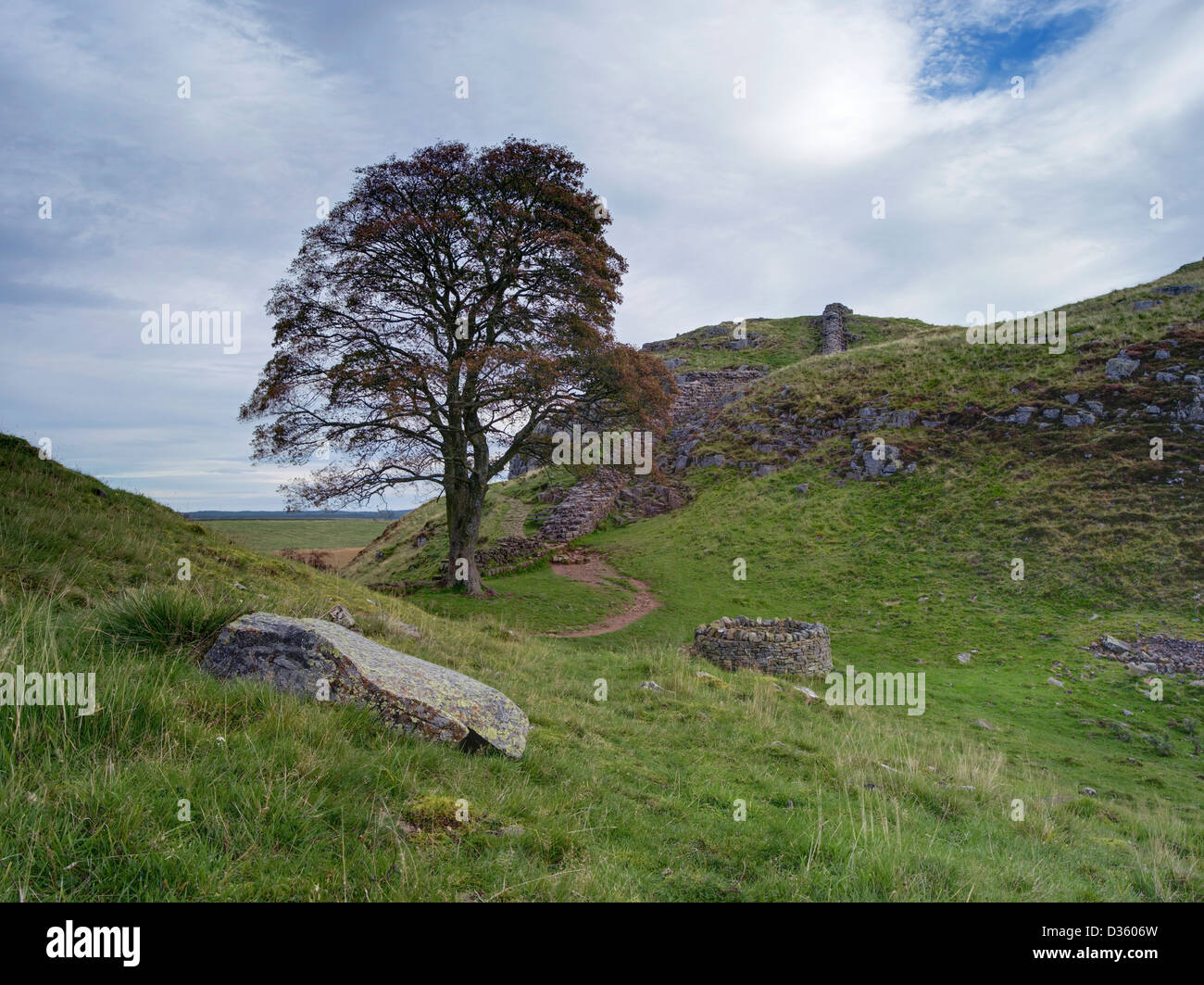 Sycamore Gap oder Robin Hood Baum auf der römischen Stadtmauer unweit zweimal gebraut in Northumberland Stockfoto