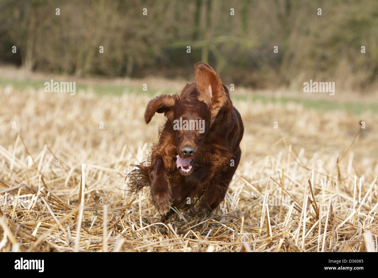 Irish Red Setter Hund / Red Setter Erwachsenen läuft in einem Feld Stockfoto