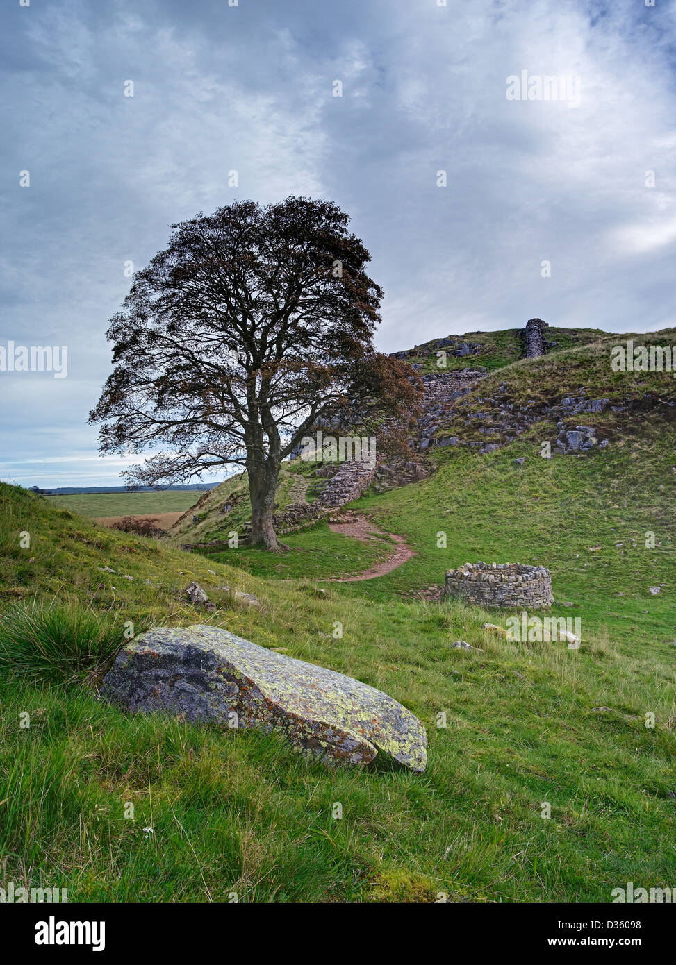 Sycamore Gap oder Robin Hood Baum auf der römischen Stadtmauer unweit zweimal gebraut in Northumberland, England Stockfoto