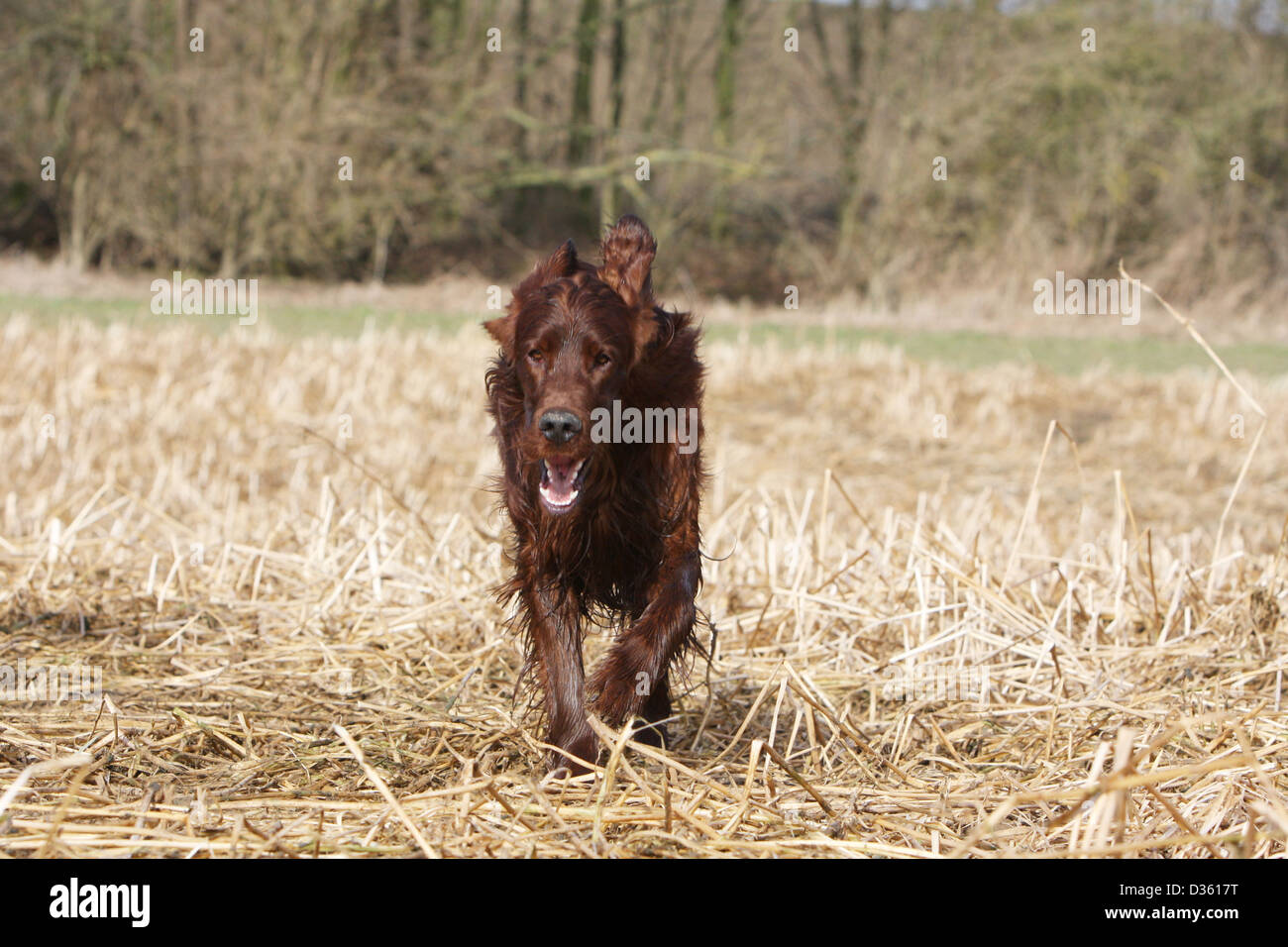 Irish Red Setter Hund / Red Setter Erwachsenen läuft in einem Feld Stockfoto
