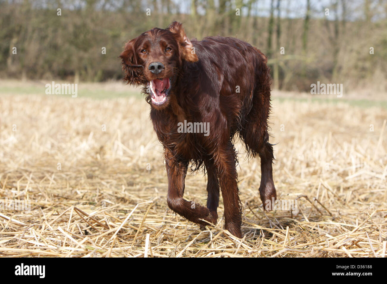 Irish Red Setter Hund / Red Setter Erwachsenen läuft in einem Feld Stockfoto
